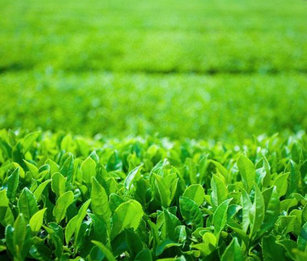 2022第二十五屆中山茶業博覽會